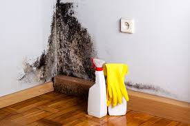 Trusted Tremont, IL Mold Removal Services Experts